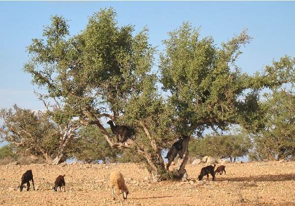 TDS Voyage - Tourisme équitable et solidaire - Maroc - Arganier - Chèvres